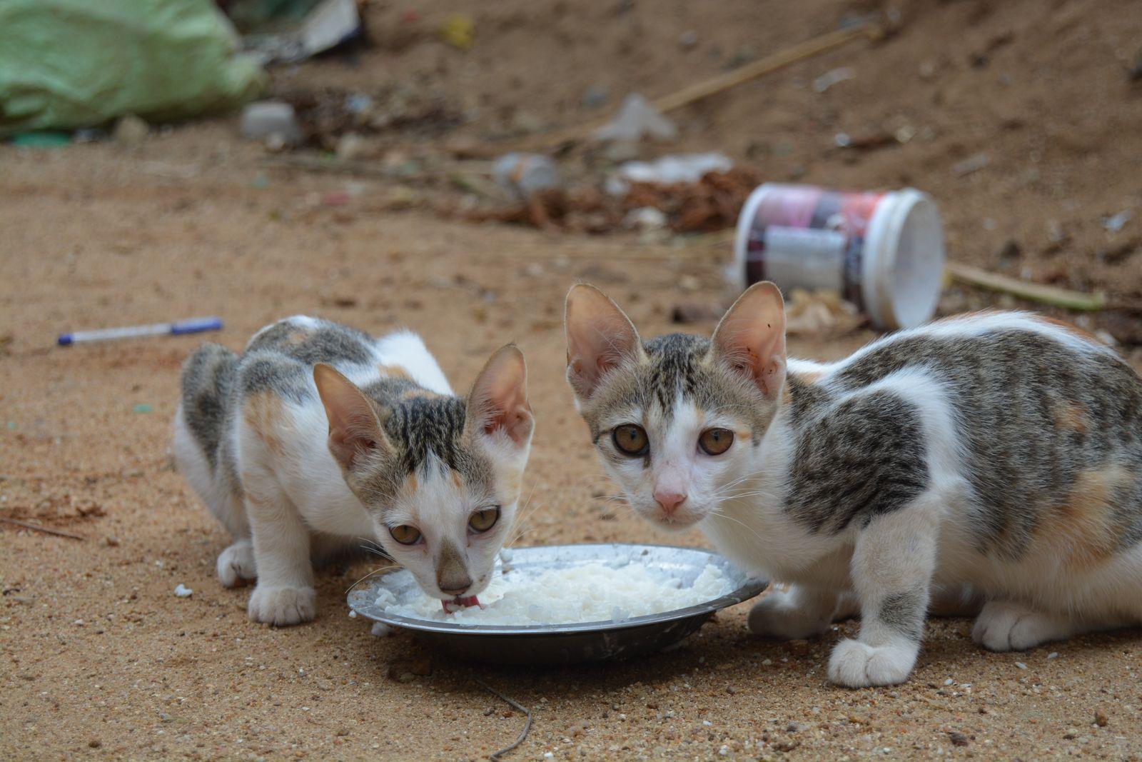 Two street kittens eating rice from a metal plate on sandy ground